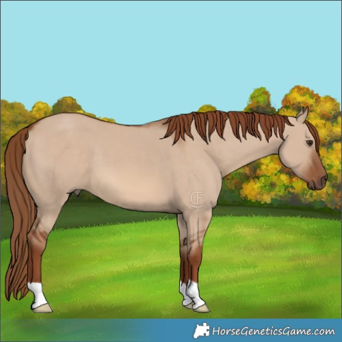 Horse Color:Red Dun