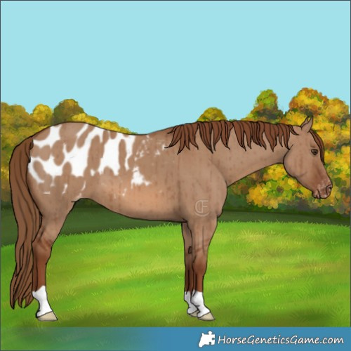 Horse Color:Red Dun Blanket Brindle 