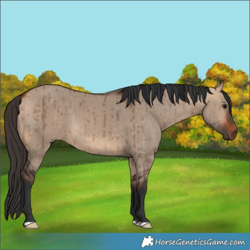 Horse Color:Bay Dun Brindle