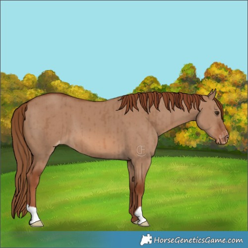 Horse Color:Red Dun Varnish Brindle 