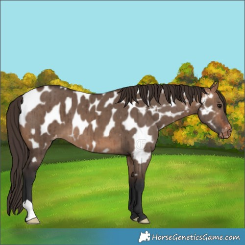 Horse Color:Bay Dun Near Leopard Brindle 