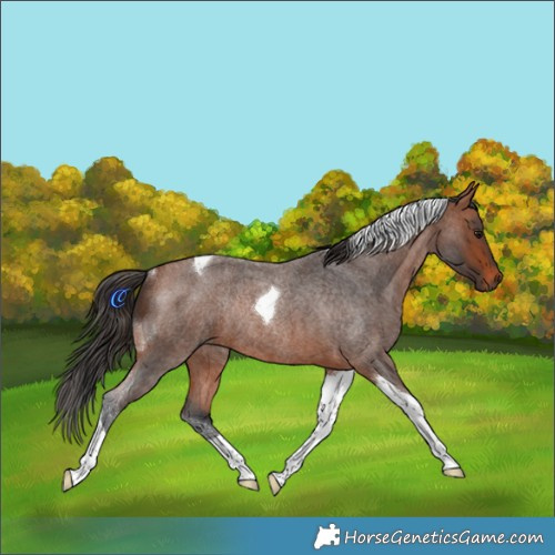 Horse Color:Bay Roan Tobiano Rabicano 