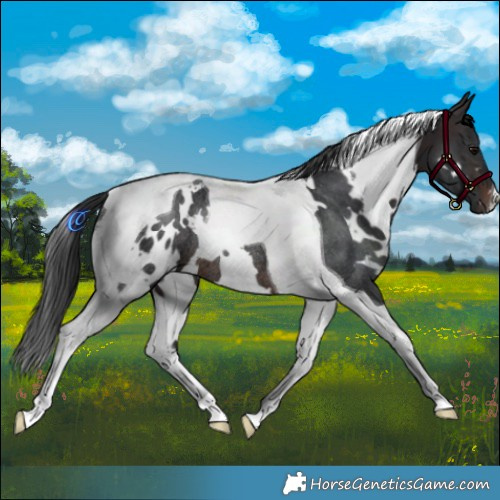 Horse Color:White Spotted Brown Tobiano Rabicano 