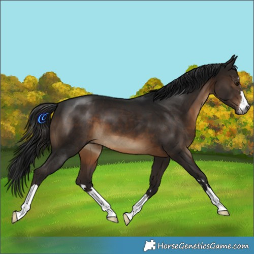 Horse Color:Gray Bay