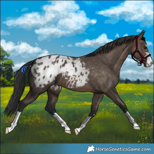 Horse Color:Brown Dun Blanket 