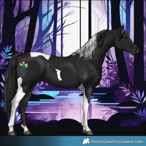 Horse Color:Gray Black Tobiano 