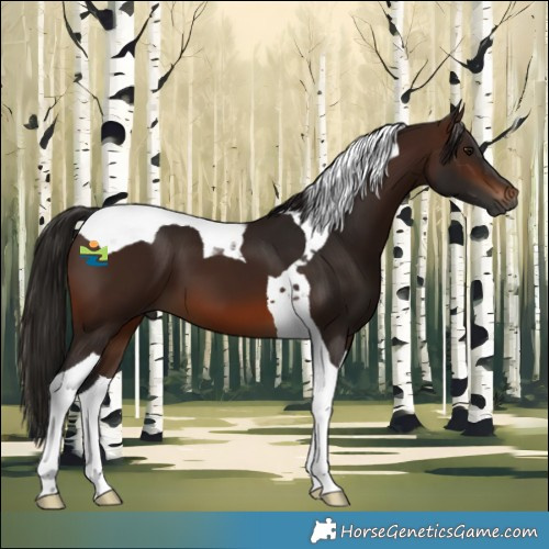 Horse Color:Gray Bay Tobiano 