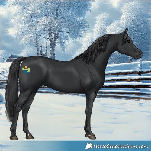 Horse Color:Black 