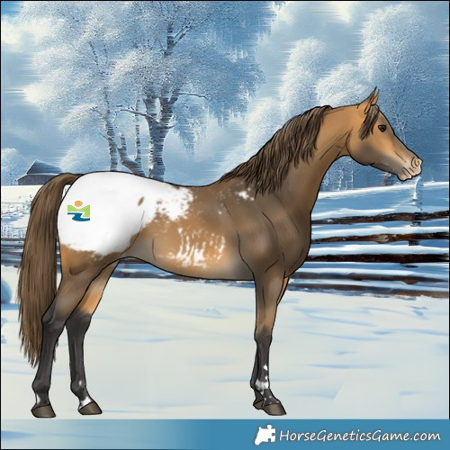 Horse Color:Buckskin Snowcap 