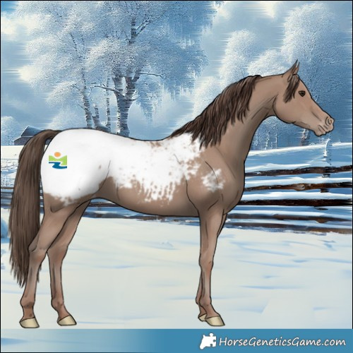 Horse Color:Classic Champagne Snowcap Rabicano 