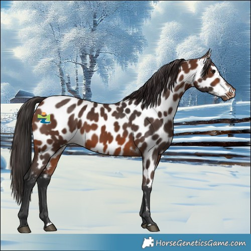 Horse Color:Brown Near Leopard Rabicano 