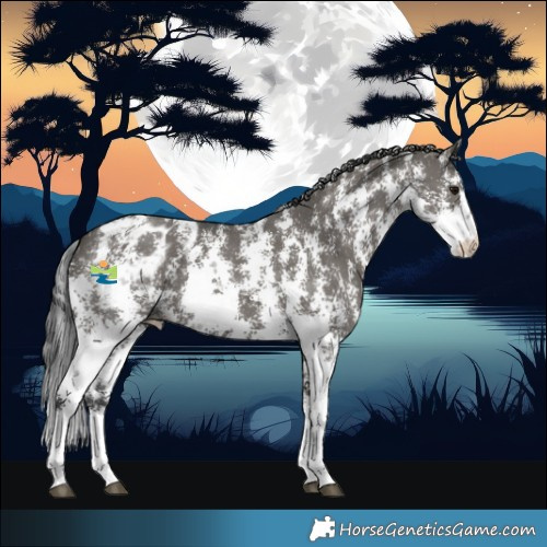 Horse Color:Grullo Sabino Blanket 