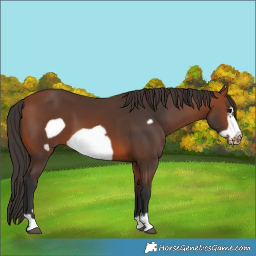 Horse Color:Bay Frame