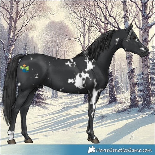 Horse Color:White Spotted Black