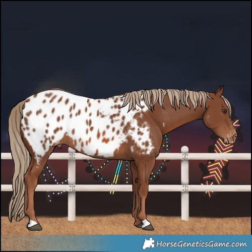 Horse Color:Chestnut Near Leopard 
