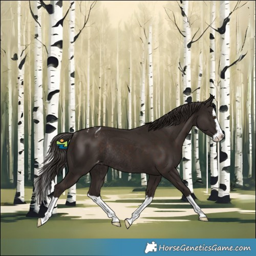 Horse Color:Liver Chestnut Splash Varnish Rabicano 