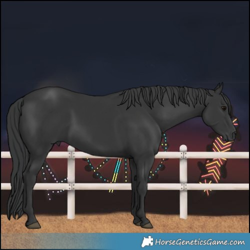 Horse Color:Black 