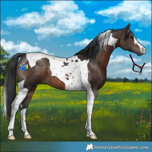 Horse Color:Brown Tobiano 