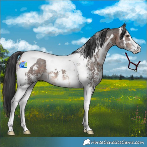 Horse Color:Brown Sabino Tobiano 