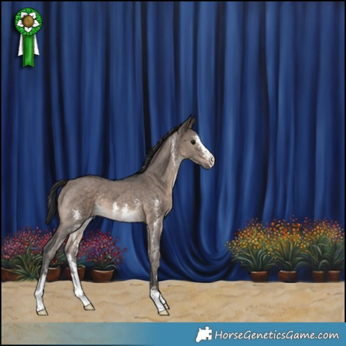 Horse Color:Brown Dun Sabino