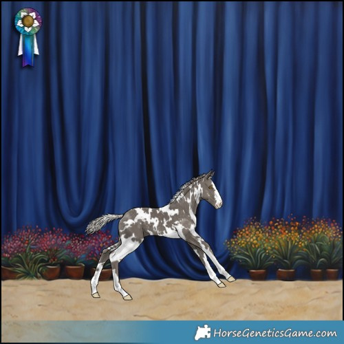 Horse Color:White Spotted Silver Black