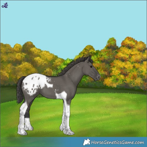 Horse Color:Grullo Tobiano Blanket 