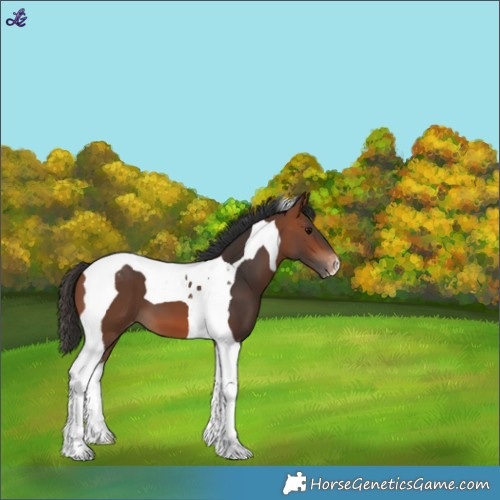 Horse Color:Bay Tobiano Varnish 