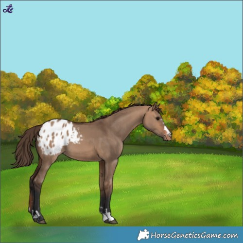 Horse Color:Bay Dun Blanket 