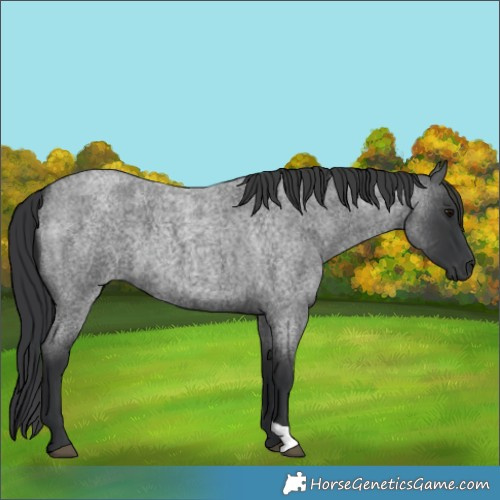 Horse Color:Blue Roan 