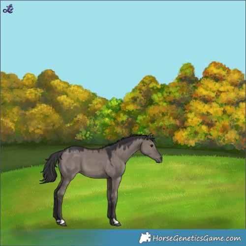 Horse Color:Smoky Grullo 