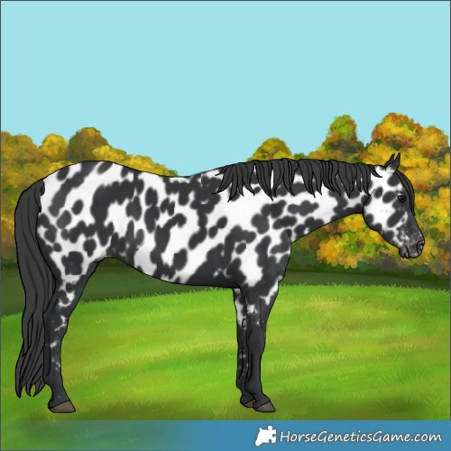 Horse Color:Black Near Leopard 