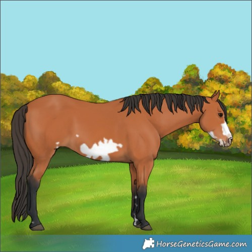 Horse Color:Bay Frame