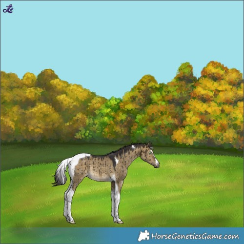 Horse Color:Buckskin Dun Tobiano Rabicano Brindle 