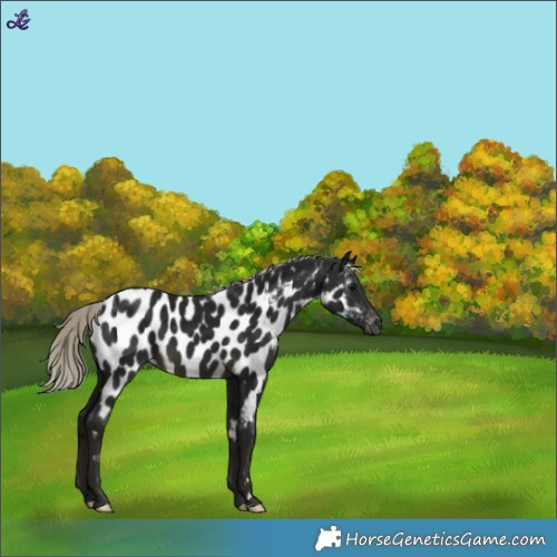 Horse Color:Gray Silver Buckskin Near Leopard 
