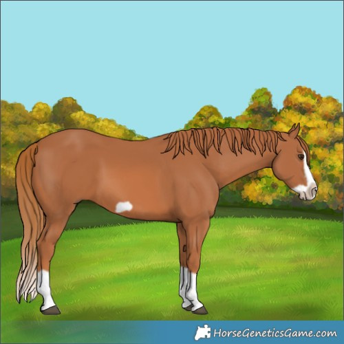 Horse Color:Chestnut Splash Frame