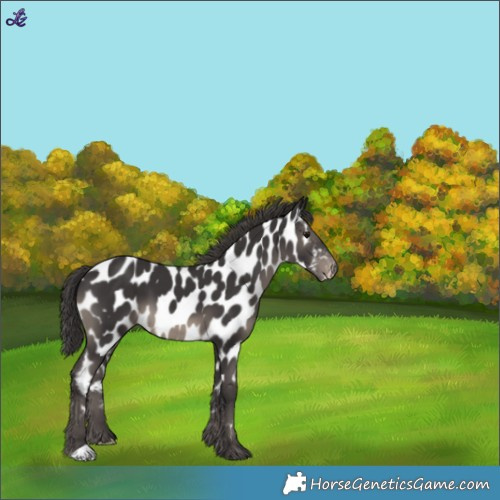 Horse Color:Smoky Black Near Leopard