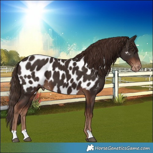 Horse Color:Liver Chestnut Near Leopard 