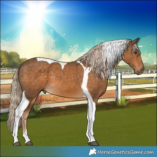 Horse Color:Chocolate Palomino Tobiano