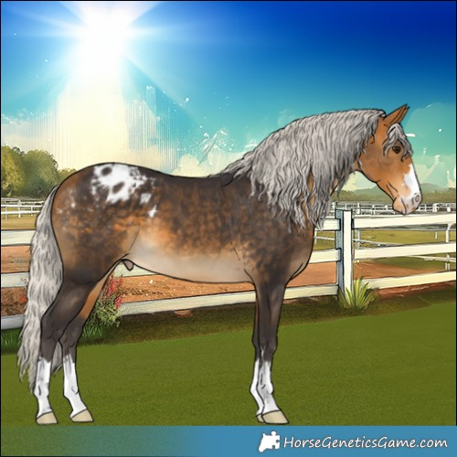 Horse Color:Silver Buckskin Varnish