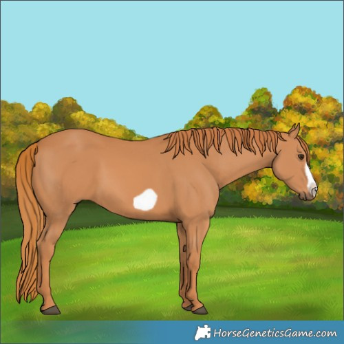 Horse Color:Chestnut Frame