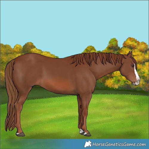 Horse Color:Chestnut Splash 