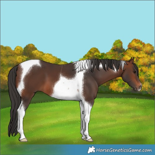 Horse Color:Brown Tobiano 