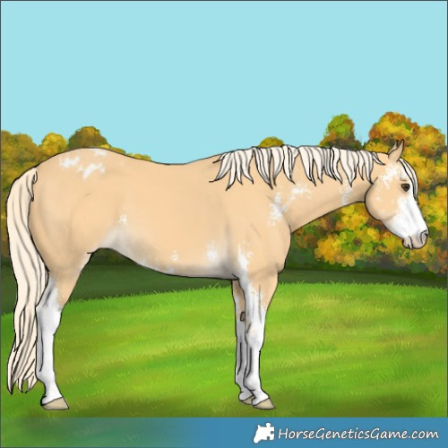 Horse Color:Palomino Sabino Varnish