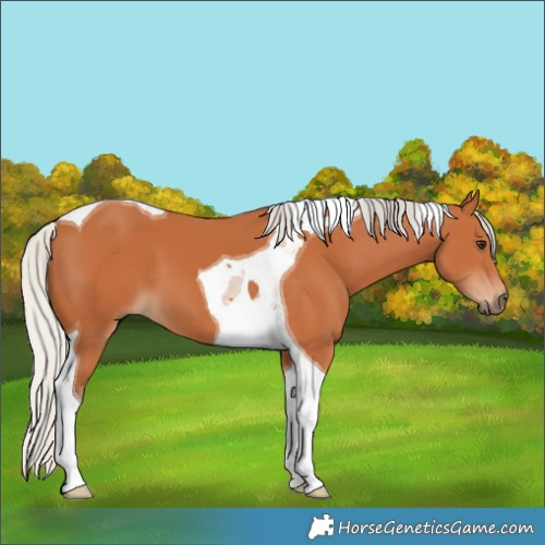 Horse Color:Silver Bay Tobiano