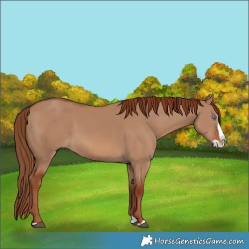 Horse Color:Red Dun Splash