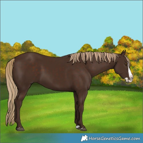Horse Color:Liver Chestnut Splash Rabicano