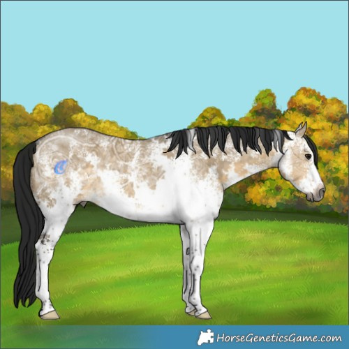Horse Color:Gray White Spotted Buckskin Ice Dun Skewed LP Spotted 