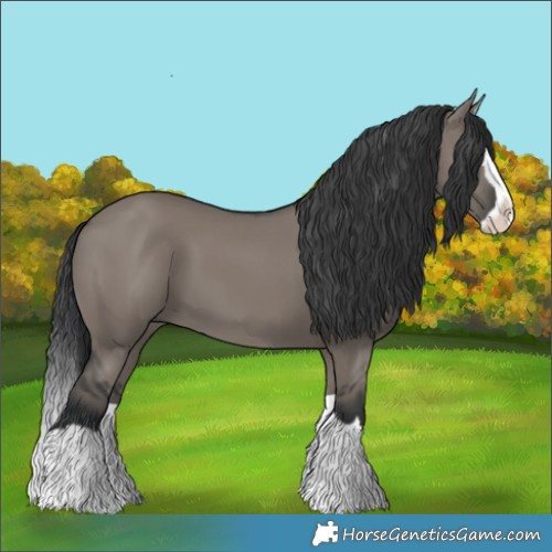 Horse Color:Grullo Splash 