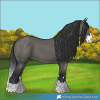 Horse Color:Grullo Splash