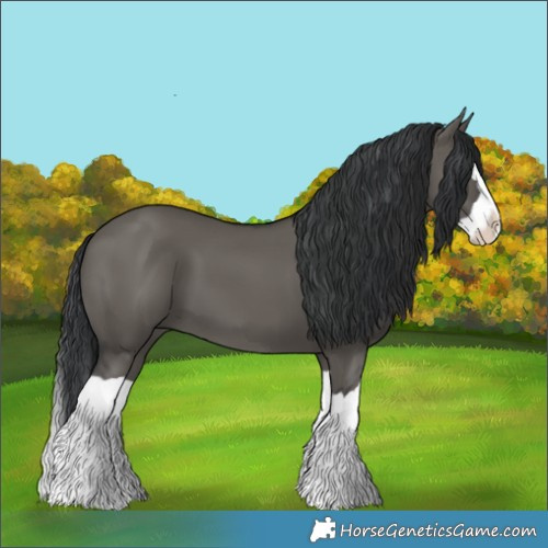 Horse Color:Grullo Splash 